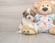 8 week old Havapoo Puppy For Sale - Florida Fur Babies