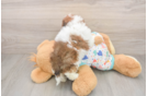 Havapoo Pup Being Cute