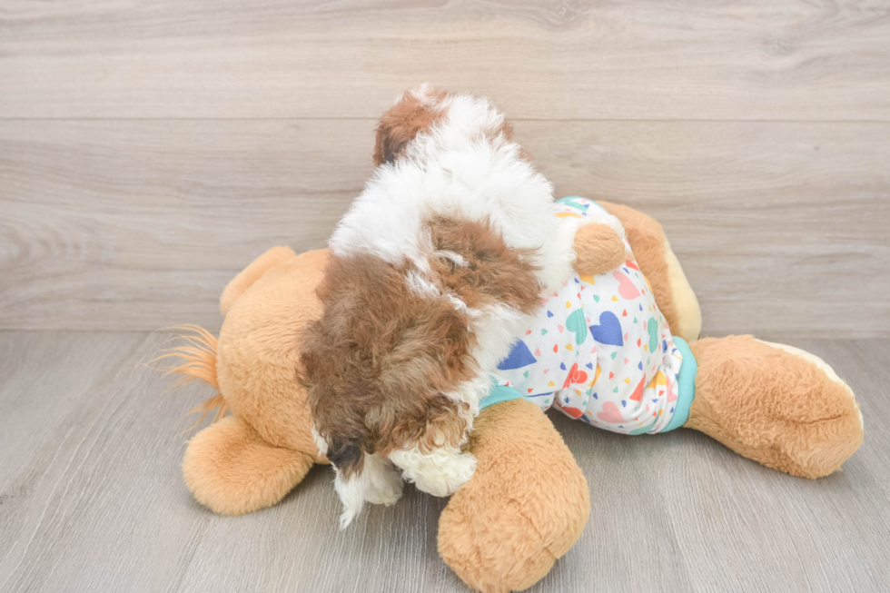 Havapoo Pup Being Cute