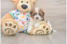 Small Havapoo Baby