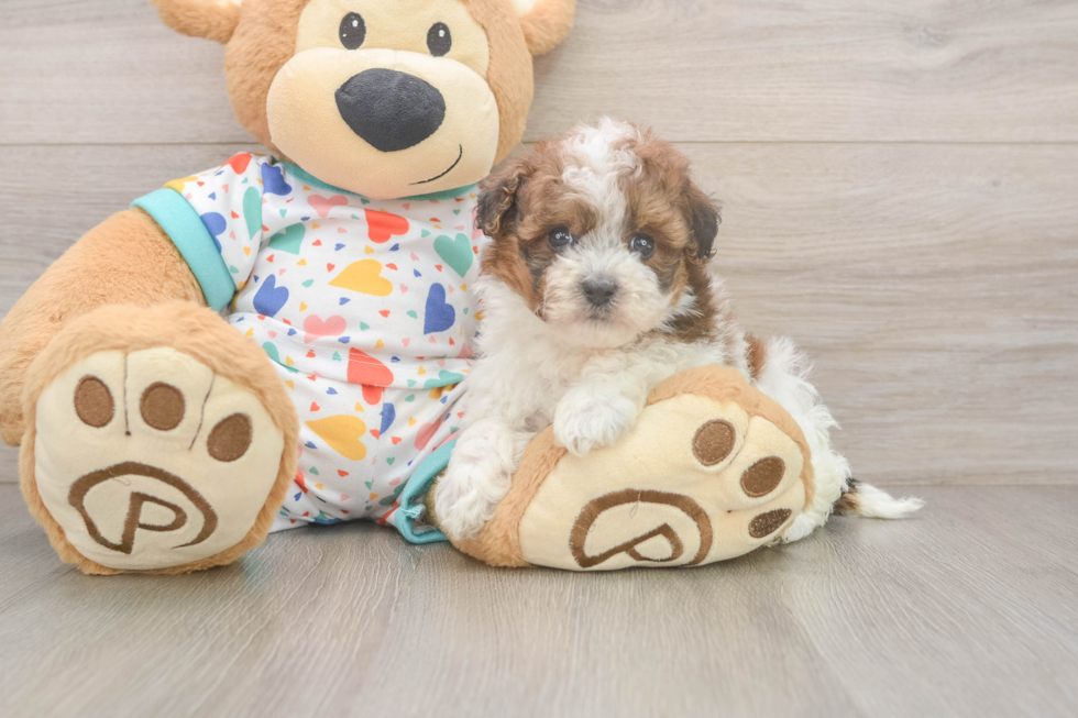 Small Havapoo Baby