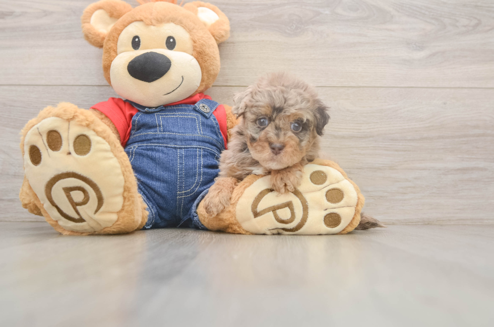 5 week old Havapoo Puppy For Sale - Florida Fur Babies