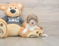 7 week old Havapoo Puppy For Sale - Florida Fur Babies