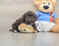8 week old Havapoo Puppy For Sale - Florida Fur Babies