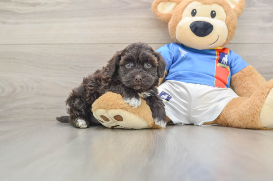 Energetic Havadoodle Poodle Mix Puppy