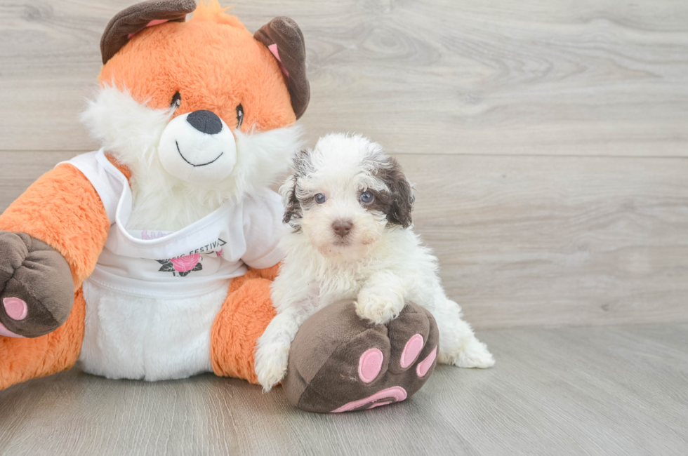 6 week old Havapoo Puppy For Sale - Florida Fur Babies