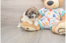 Havapoo Pup Being Cute