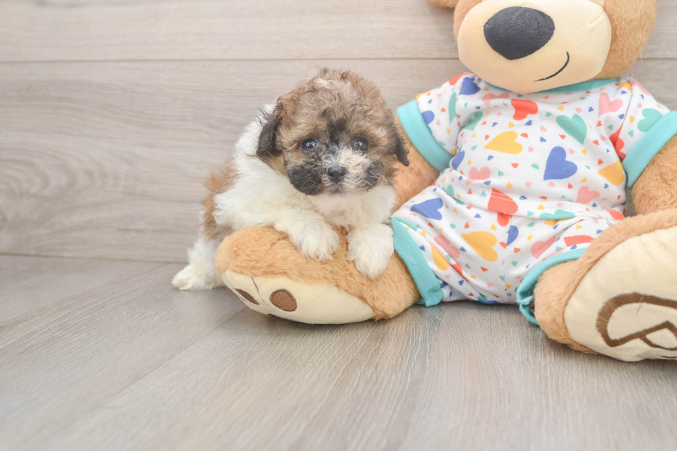 Havapoo Pup Being Cute