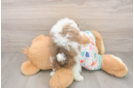 Funny Havapoo Poodle Mix Pup