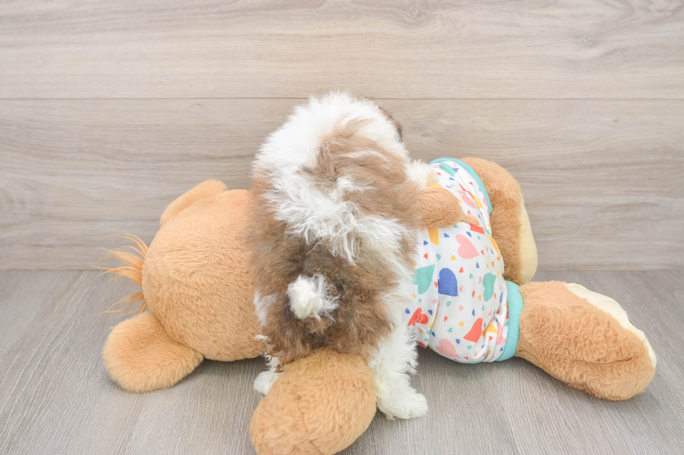 Funny Havapoo Poodle Mix Pup