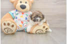 Havapoo Pup Being Cute