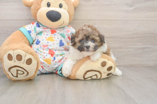 Havapoo Pup Being Cute