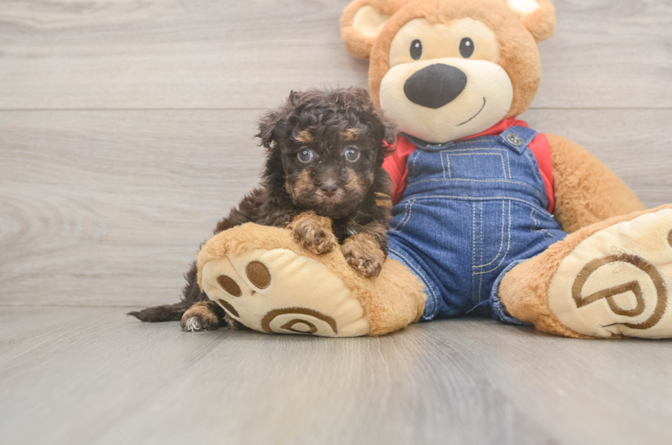 5 week old Havapoo Puppy For Sale - Florida Fur Babies