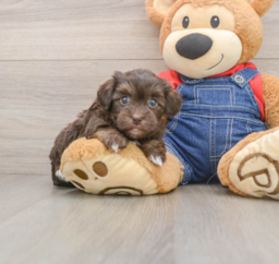 5 week old Havapoo Puppy For Sale - Florida Fur Babies