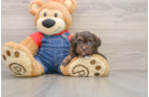 Havapoo Puppy for Adoption