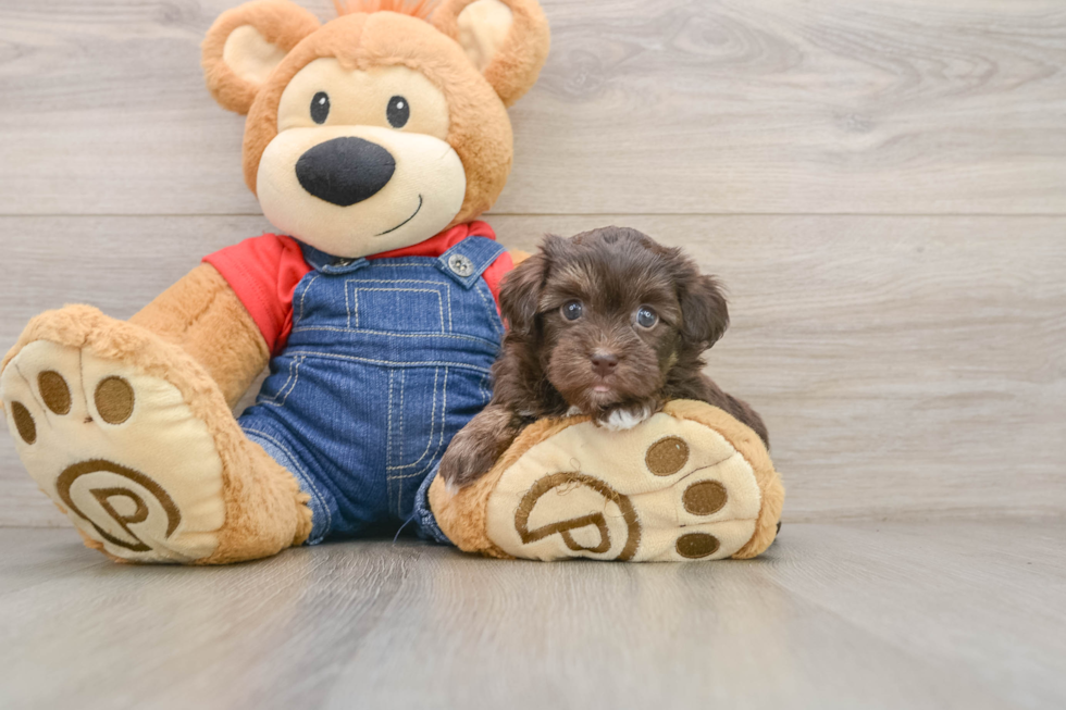 Havapoo Puppy for Adoption