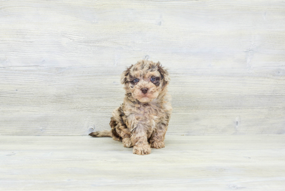 Funny Havapoo Poodle Mix Pup