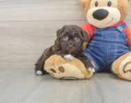 9 week old Havapoo Puppy For Sale - Florida Fur Babies