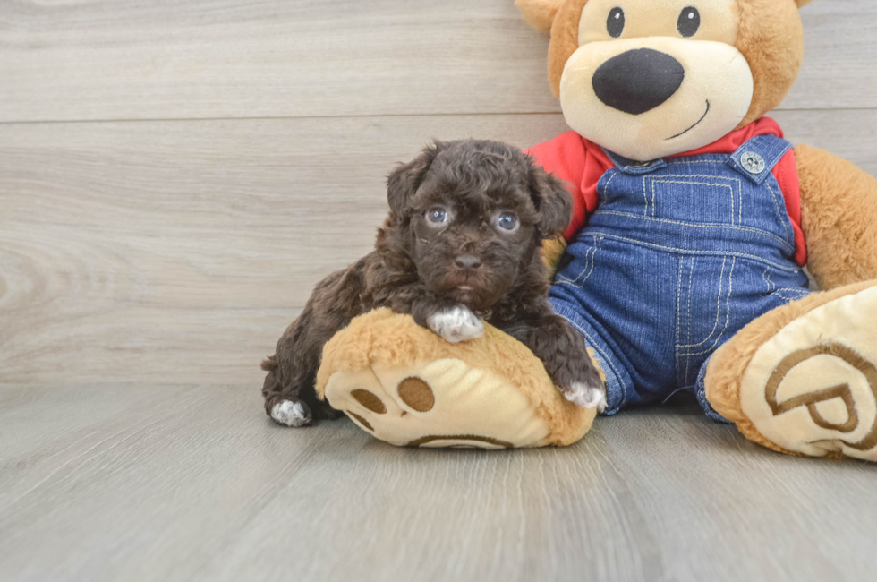 5 week old Havapoo Puppy For Sale - Florida Fur Babies