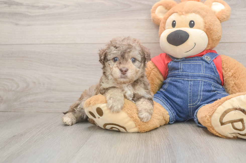 5 week old Havapoo Puppy For Sale - Florida Fur Babies