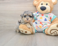 7 week old Havapoo Puppy For Sale - Florida Fur Babies