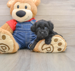 6 week old Havapoo Puppy For Sale - Florida Fur Babies