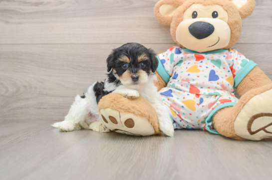 Energetic Havadoodle Poodle Mix Puppy