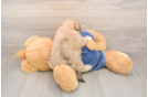 Havapoo Puppy for Adoption