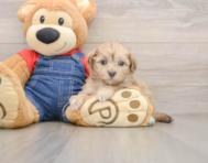 7 week old Havapoo Puppy For Sale - Florida Fur Babies