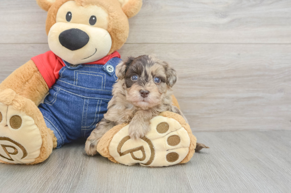 5 week old Havapoo Puppy For Sale - Florida Fur Babies