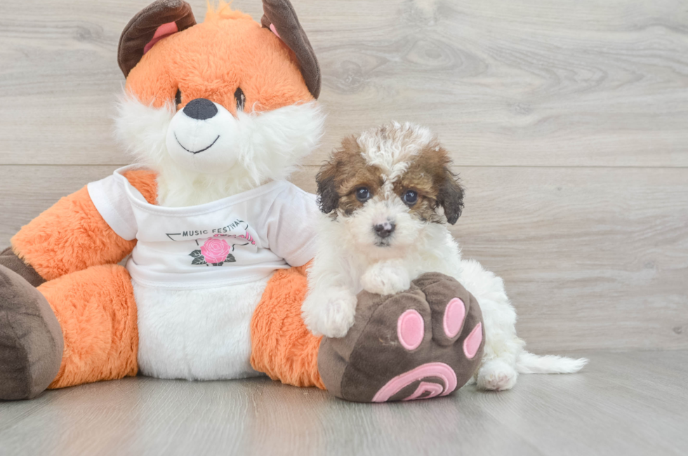 6 week old Havapoo Puppy For Sale - Florida Fur Babies