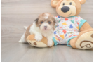 Sweet Havapoo Baby
