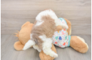 Havapoo Puppy for Adoption