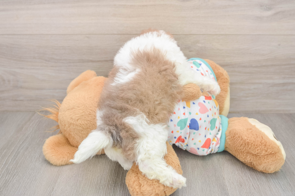 Havapoo Puppy for Adoption