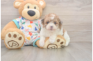 Funny Havapoo Poodle Mix Pup