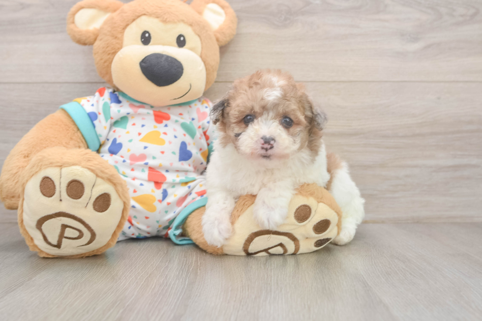 Funny Havapoo Poodle Mix Pup