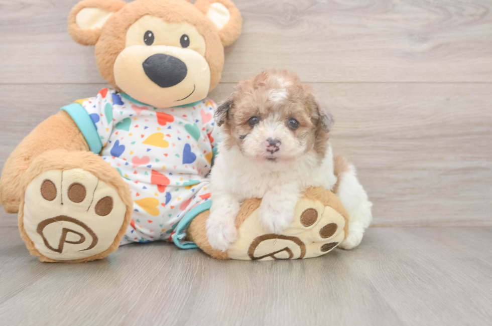 5 week old Havapoo Puppy For Sale - Florida Fur Babies
