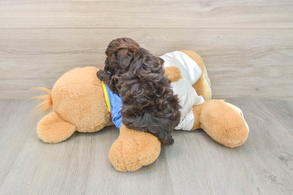 Smart Havapoo Poodle Mix Pup