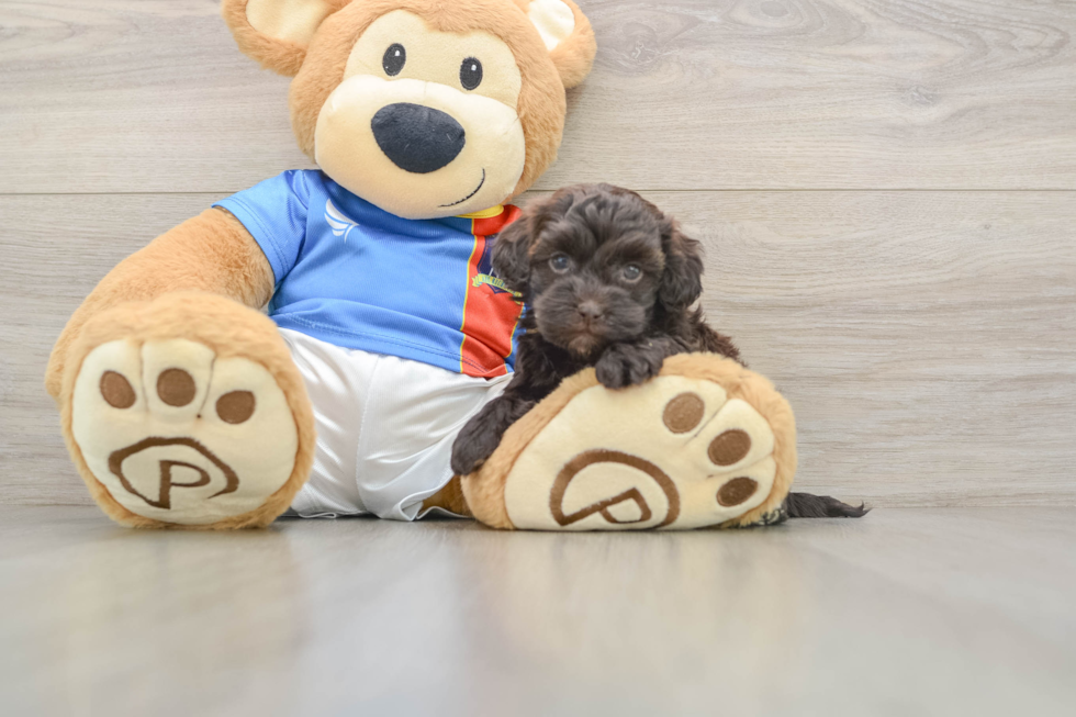 Havapoo Puppy for Adoption