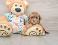 7 week old Havapoo Puppy For Sale - Florida Fur Babies