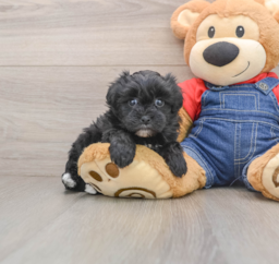 6 week old Havapoo Puppy For Sale - Florida Fur Babies