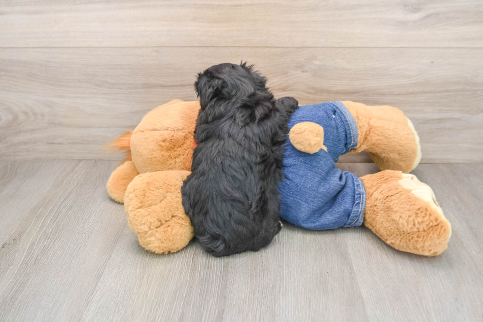 Havapoo Puppy for Adoption