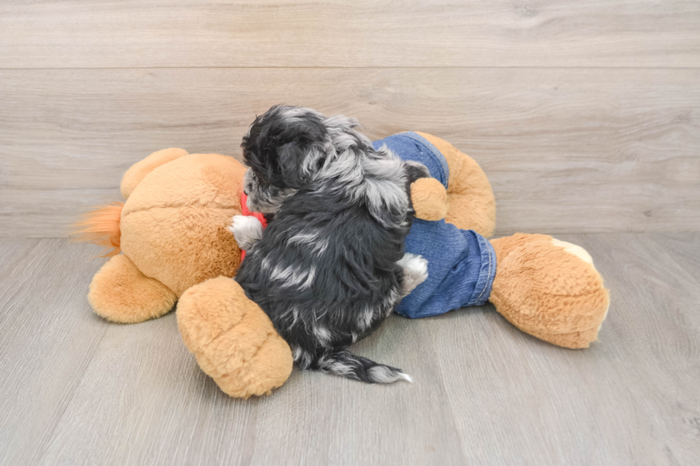 Havapoo Pup Being Cute