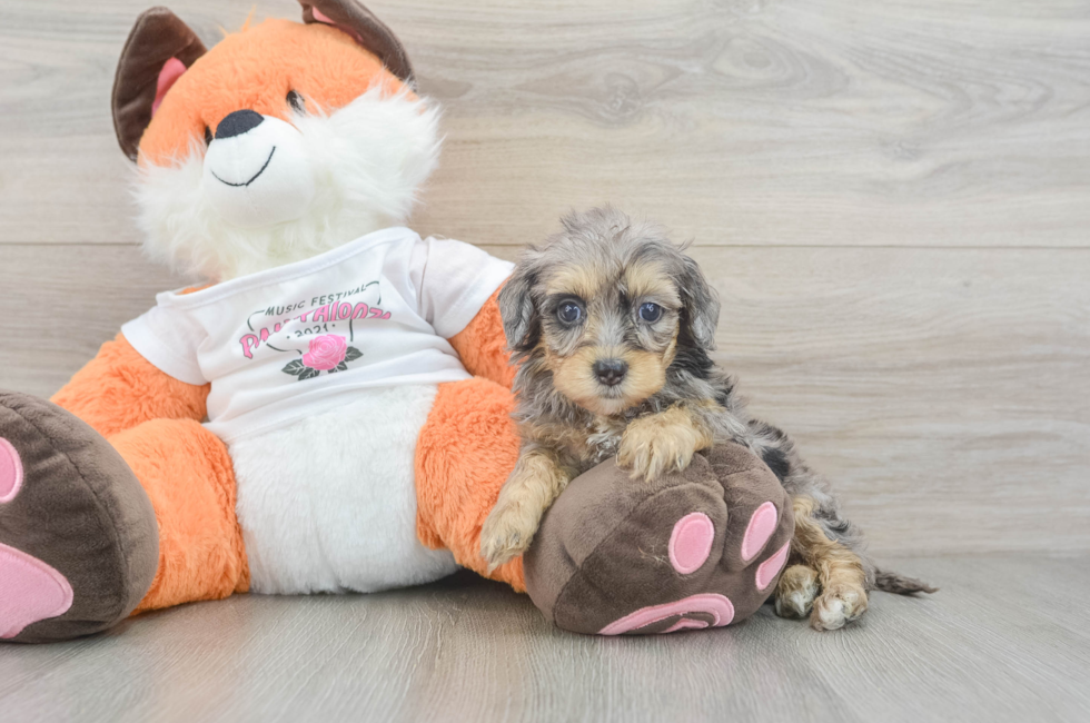 6 week old Havapoo Puppy For Sale - Florida Fur Babies