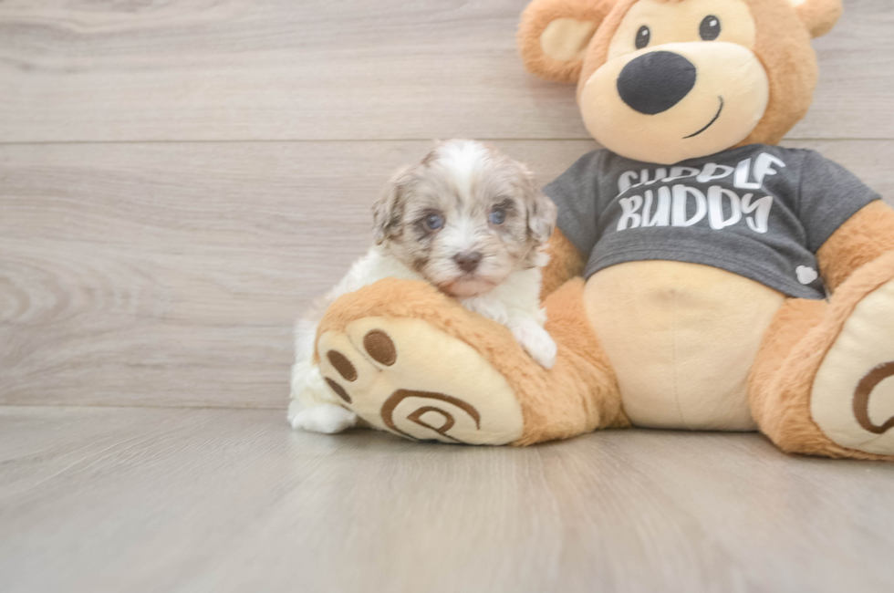 5 week old Havapoo Puppy For Sale - Florida Fur Babies