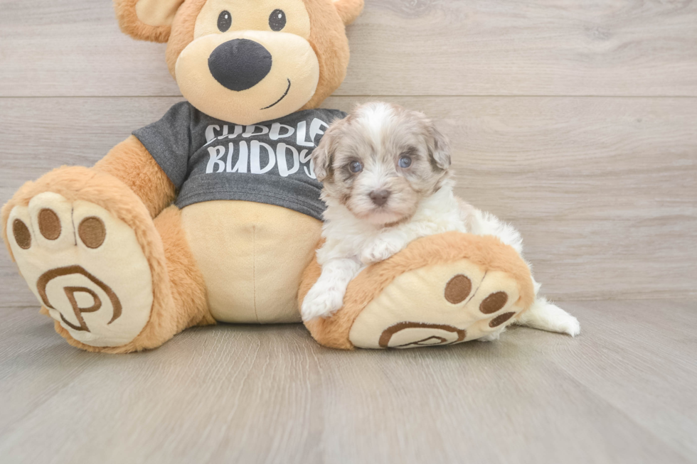 Little Havadoodle Poodle Mix Puppy