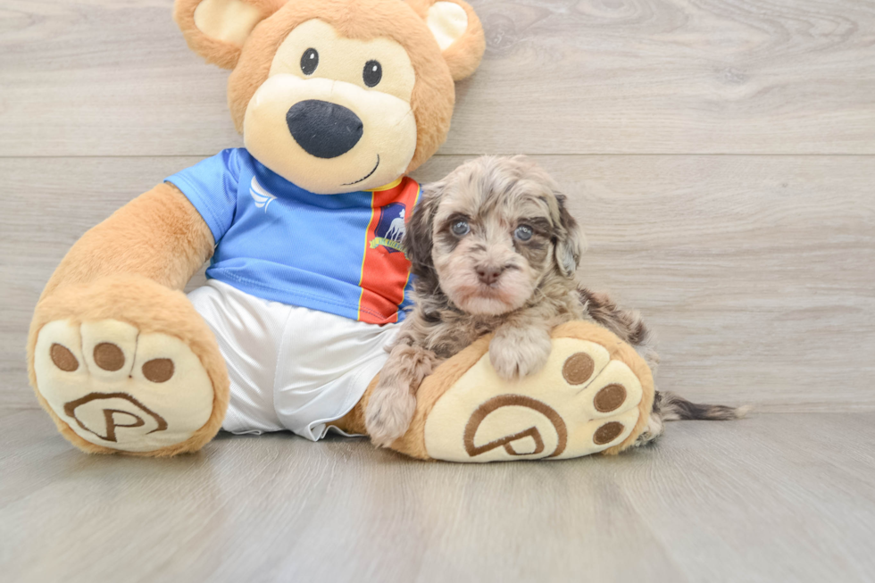 Friendly Havapoo Baby