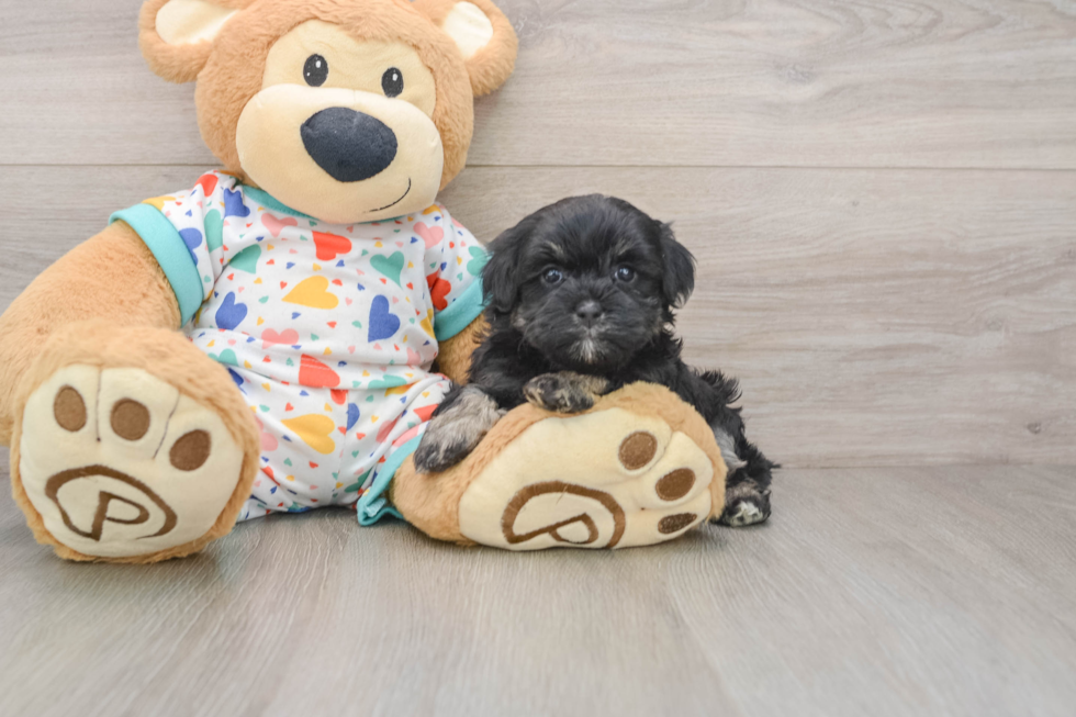 Havapoo Puppy for Adoption