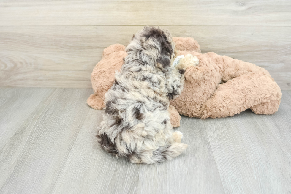 Little Havadoodle Poodle Mix Puppy