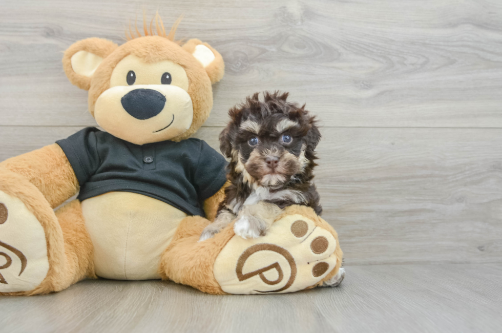 6 week old Havapoo Puppy For Sale - Florida Fur Babies